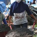 Macam Pupuk Organik, Kenali Kegunaannya